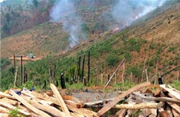 Đắk Nông: Kỷ luật 5 cán bộ kiểm lâm để xảy ra phá rừng 
